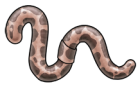 Ball Python Worm | Xanje