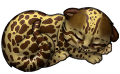 Jetheran Ocelot Snowferra, stage 1